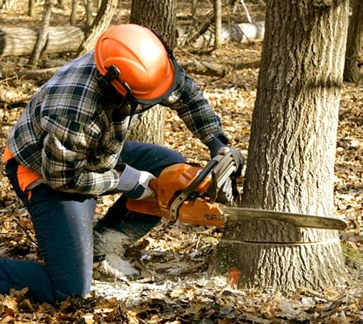 Tree Removal in Corral, ID